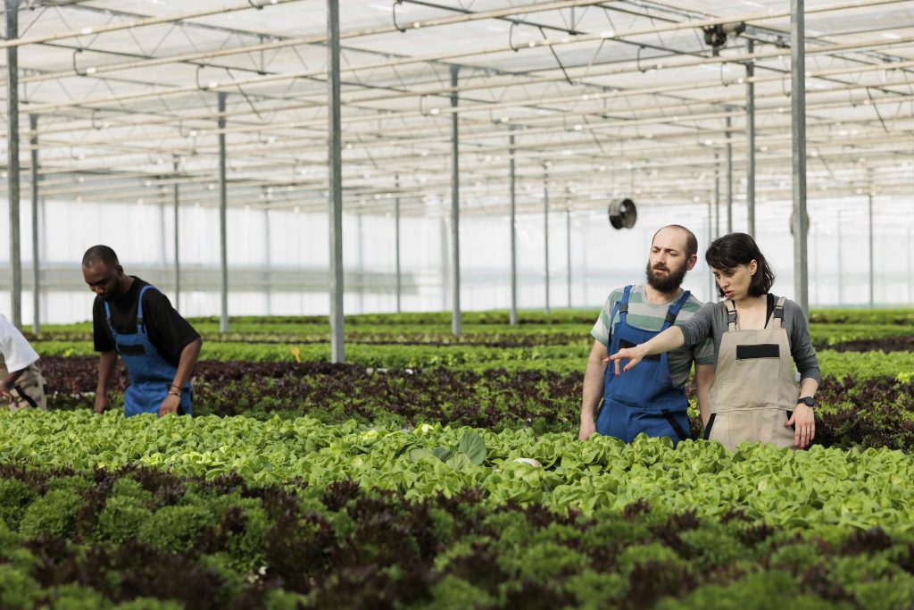 Sustainable farming practices aligned with Meat the Mushroom’s mission.
